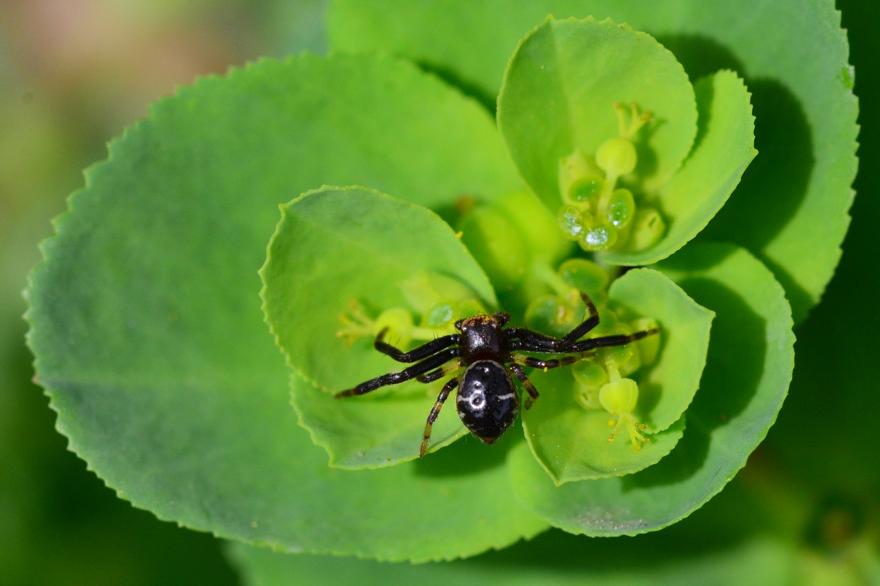 Synema globosum Synema globosum